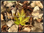 scgIMG_9079