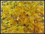 scgIMG_9144