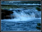 scgIMG_9267