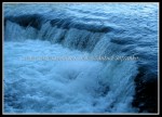 scgIMG_9316
