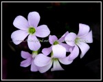 scgIMG_9401 scgIMG_9401