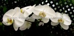 scgIMG_9428 scgIMG_9428