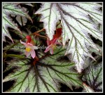 scgIMG_9438 scgIMG_9438