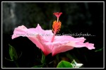 scgIMG_9487 scgIMG_9487