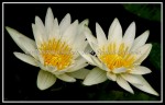 scgIMG_9511 FLOWER 11