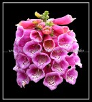scgIMG_9521b FLOWER 10