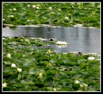 scgIMG_9528 scgIMG_9528