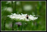 scgIMG_9554 scgIMG_9554