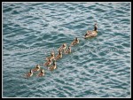 scgOneidaThousandIsland-Rose 116 Ducks 5