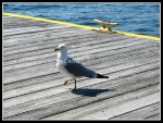 scgOneidaThousandIsland-Rose 627 Seagull 3