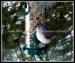 scgRose 031 Tufted Titmouse 1