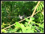 scgRose 078 Catbird ?