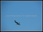 scgRose 163 Seagull 2