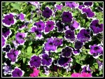 scgRose 165 scgRose 165