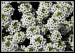 scgRose 173 FLOWER 05