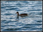 scgRose 262 Ducks 4