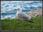 scgRose 266 Seagull 1