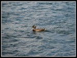 scgRose 272 Ducks 3