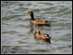 scgRose 309 Ducks 2