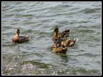 scgRose 310 Ducks 1