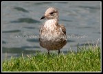 scgRose 380 Seagull 4
