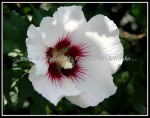 scgRose 395 scgRose 395