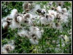scgRose 446 scgRose 446