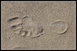 scg_2570 W-LE02 - Sturgeoun Point