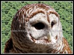 scgbird50t Barred Owl 2