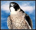 scgbird51 Peregrine Falcon 1