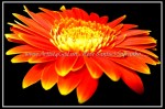 scgc5j3OMJ FLOWER 53
