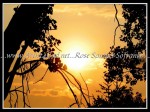 scgq4G2GB SUN 03