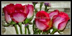scgs-IMG_6827 FLOWER 03