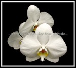scgscFloral-55 FLOWER 04