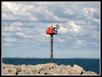 spscgIMG_2601 W-LE55 - Sturgeoun Point