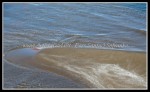 spscgIMG_2611 W-LE60 - Sturgeoun Point