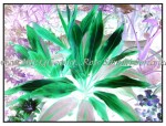 sc1i-gIMG_0619