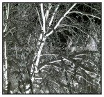 sc1i-gIMG_0648