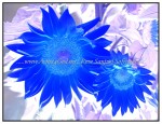 sc1i-gIMG_0822