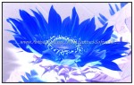 sc1i-gIMG_0845