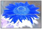sc1i-gIMG_0847
