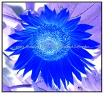 sc1i-gIMG_0848