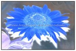 sc1i-gIMG_0856