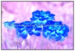 sc1i-gIMG_0931