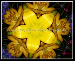scg100_0041-k5