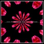 scgB-IMG_6375-k03