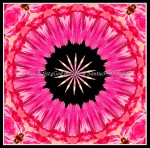 scgB-IMG_6375-k11