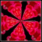 scgB-IMG_6375-k17