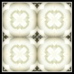 scgB-IMG_6376kb9