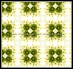 scgB-IMG_6376kb9e